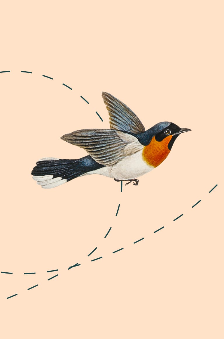 Illustration av en flygande fågel.